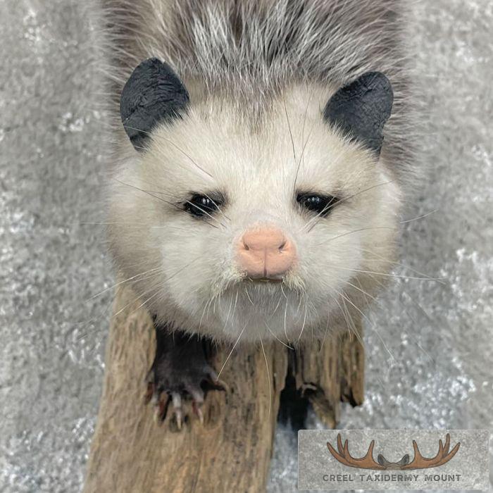 Wall-Hanging Opossum Taxidermy Mount For Sale - Image 6
