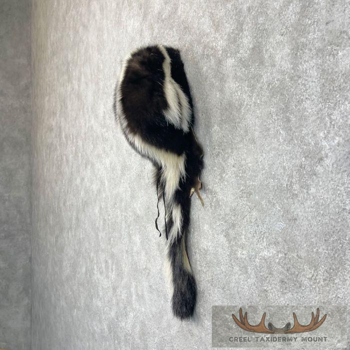 Striped Skunk Taxidermy Hat For Sale - Image 2