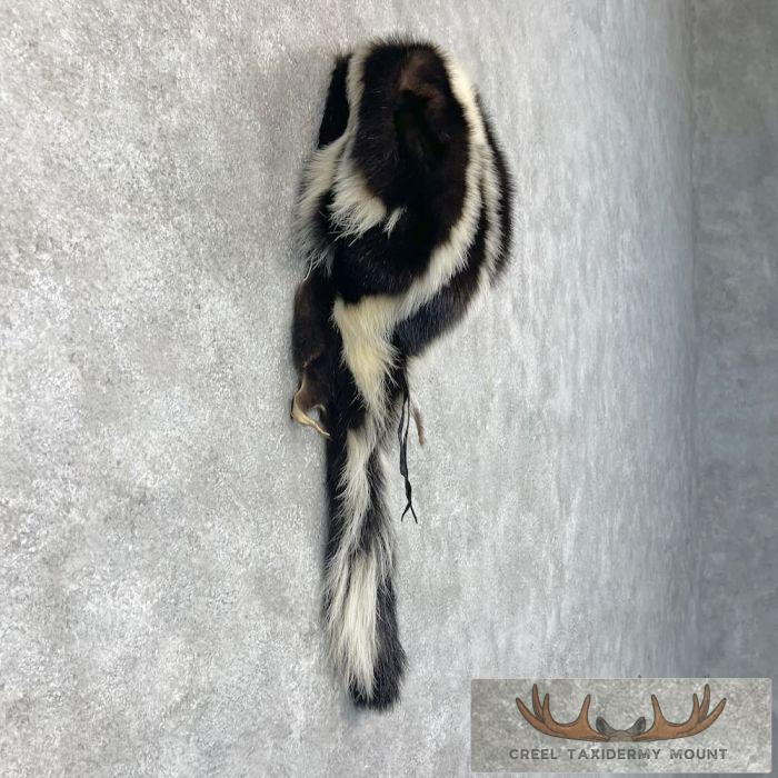 Striped Skunk Taxidermy Hat For Sale - Image 3
