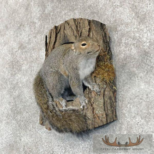 Grey Squirrel Life-Size Taxidermy Mount For Sale - Image 2