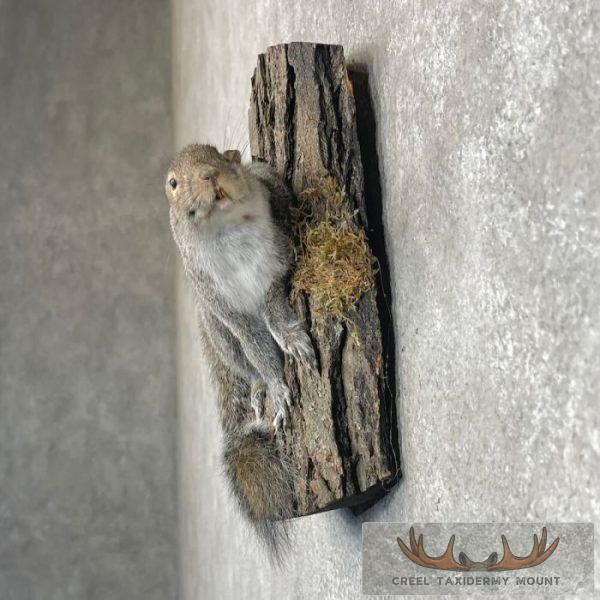 Grey Squirrel Life-Size Taxidermy Mount For Sale - Image 3