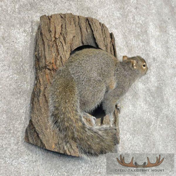 Grey Squirrel Life-Size Taxidermy Mount For Sale - Image 4