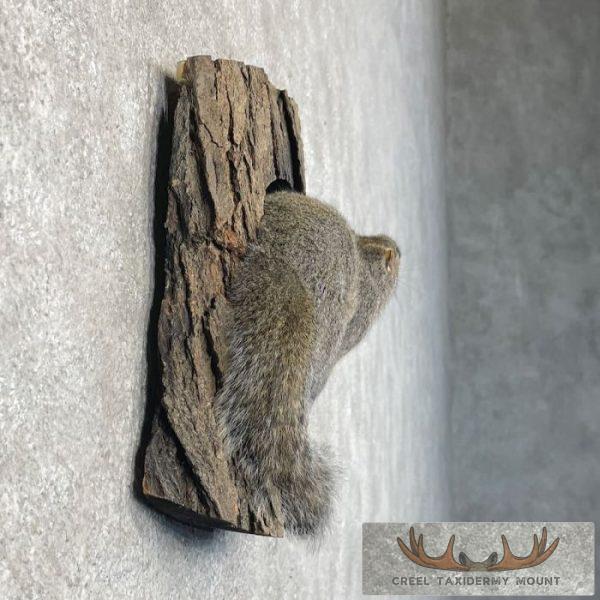Grey Squirrel Life-Size Taxidermy Mount For Sale - Image 5