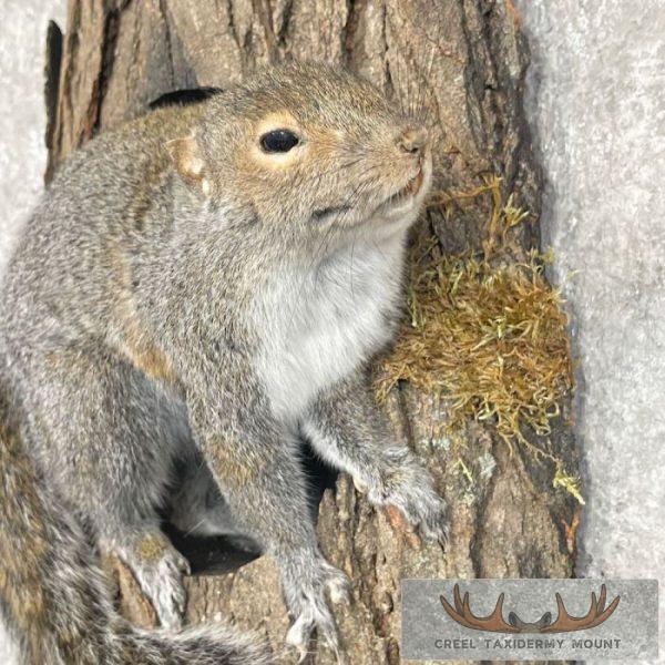 Grey Squirrel Life-Size Taxidermy Mount For Sale - Image 6