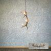 Four Light Elk Antler Chandelier For Sale - Image 5