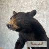 Black Bear Life-Size Taxidermy Mount For Sale - Image 10
