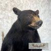 Black Bear Life-Size Taxidermy Mount For Sale - Image 11