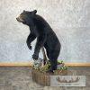 Black Bear Life-Size Taxidermy Mount For Sale - Image 2