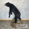 Black Bear Life-Size Taxidermy Mount For Sale - Image 3
