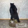 Black Bear Life-Size Taxidermy Mount For Sale - Image 4