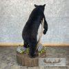 Black Bear Life-Size Taxidermy Mount For Sale - Image 5