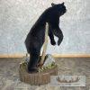 Black Bear Life-Size Taxidermy Mount For Sale - Image 6