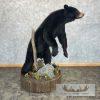 Black Bear Life-Size Taxidermy Mount For Sale - Image 7