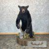 Black Bear Life-Size Taxidermy Mount For Sale - Image 8