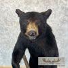 Black Bear Life-Size Taxidermy Mount For Sale - Image 9