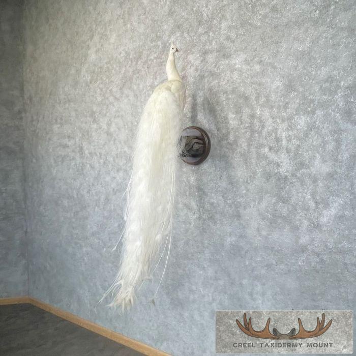 White Peacock Taxidermy Bird Mount For Sale - Image 2