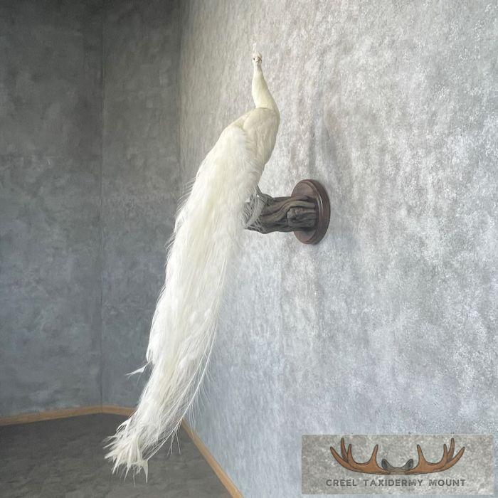 White Peacock Taxidermy Bird Mount For Sale - Image 3