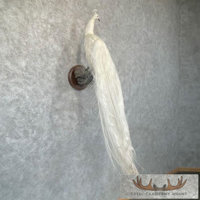 White Peacock Taxidermy Bird Mount For Sale - Image 4