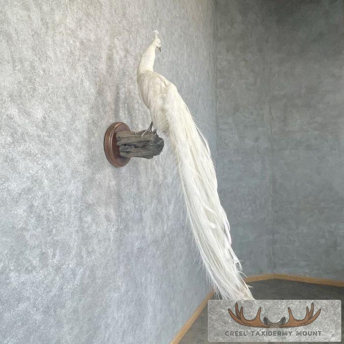 White Peacock Taxidermy Bird Mount For Sale - Image 5