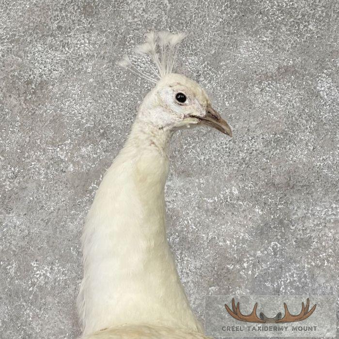 White Peacock Taxidermy Bird Mount For Sale - Image 6