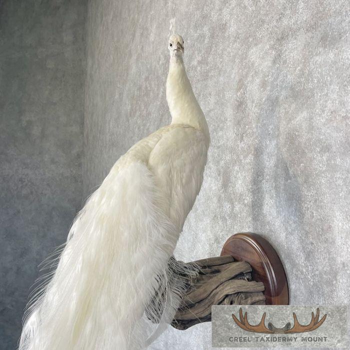 White Peacock Taxidermy Bird Mount For Sale - Image 7