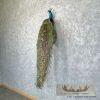 Blue Indian Peacock Taxidermy Mount For Sale - Image 2