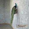 Blue Indian Peacock Taxidermy Mount For Sale - Image 3