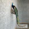 Blue Indian Peacock Taxidermy Mount For Sale - Image 5