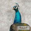 Blue Indian Peacock Taxidermy Mount For Sale - Image 6