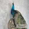 Blue Indian Peacock Taxidermy Mount For Sale - Image 7