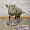 Wild Boar Taxidermy Life-Size Mount For Sale - Image 2