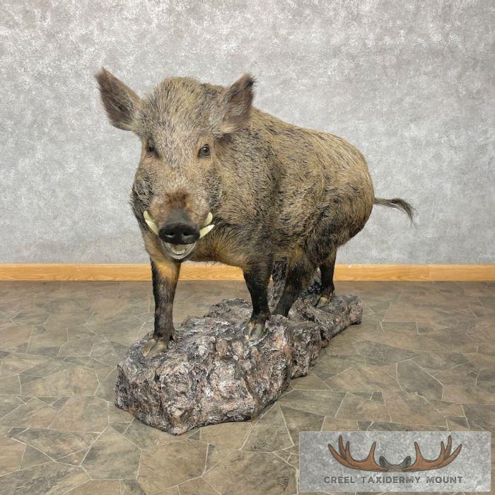 Wild Boar Taxidermy Life-Size Mount For Sale