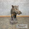 Wild Boar Taxidermy Life-Size Mount For Sale - Image 3