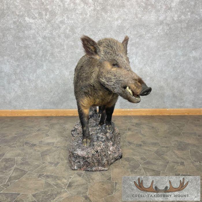 Wild Boar Taxidermy Life-Size Mount For Sale