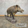 Wild Boar Taxidermy Life-Size Mount For Sale - Image 4