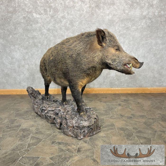 Wild Boar Taxidermy Life-Size Mount For Sale
