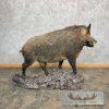 Wild Boar Taxidermy Life-Size Mount For Sale - Image 5