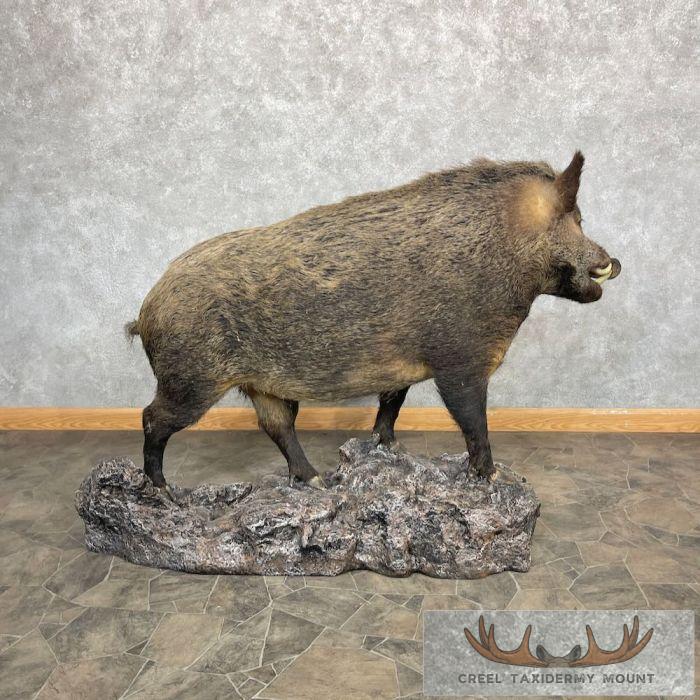 Wild Boar Taxidermy Life-Size Mount For Sale