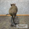 Wild Boar Taxidermy Life-Size Mount For Sale - Image 6