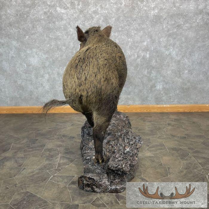 Wild Boar Taxidermy Life-Size Mount For Sale