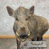 Wild Boar Taxidermy Life-Size Mount For Sale - Image 7