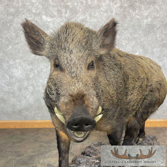 Wild Boar Taxidermy Life-Size Mount For Sale