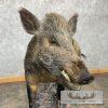 Wild Boar Taxidermy Life-Size Mount For Sale - Image 8