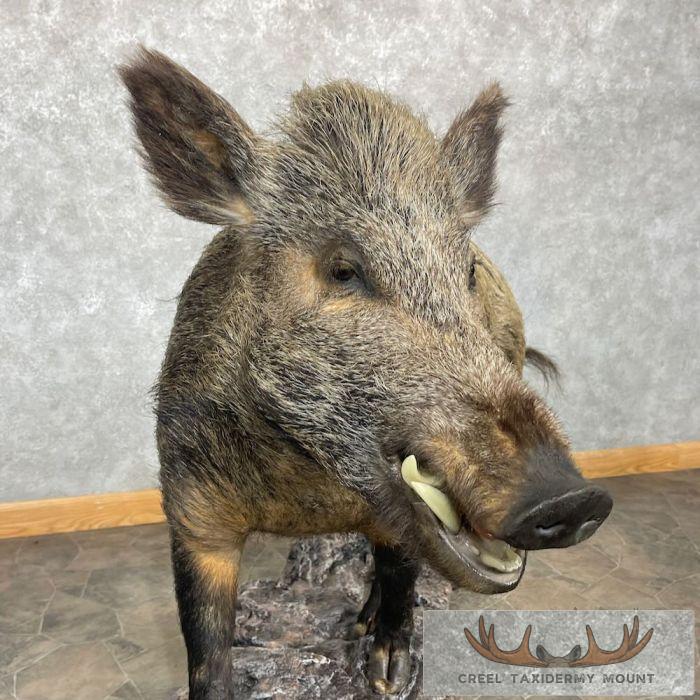 Wild Boar Taxidermy Life-Size Mount For Sale