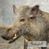 Wild Boar Taxidermy Life-Size Mount For Sale - Image 9
