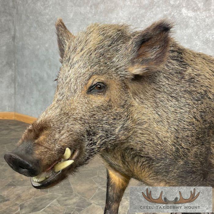 Wild Boar Taxidermy Life-Size Mount For Sale