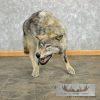 Alaskan Grey Wolf Life-Size Taxidermy Mount For Sale - Image 2