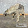 Alaskan Grey Wolf Life-Size Taxidermy Mount For Sale - Image 3
