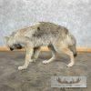 Alaskan Grey Wolf Life-Size Taxidermy Mount For Sale - Image 4