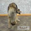 Alaskan Grey Wolf Life-Size Taxidermy Mount For Sale - Image 5